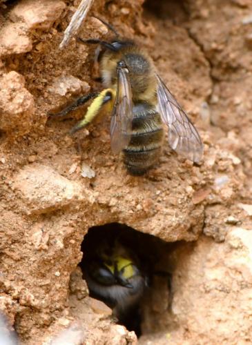 Andrena sp.